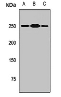 MYT1 antibody