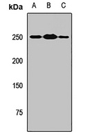 Anti-MYT1 Antibody