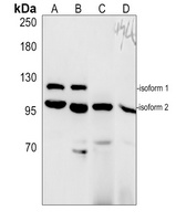Anti-SIRT1 Antibody