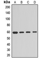 Anti-cGAS Antibody