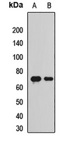 Anti-BACE1 Antibody