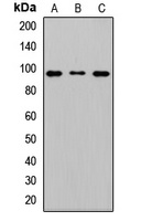 MAD1L1 antibody