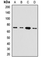 HEPACAM antibody