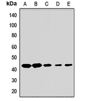 Anti-APOBEC3D Antibody
