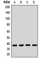 SEC13 antibody