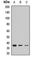 Anti-CHMP1A Antibody