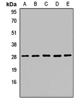 Anti-OCIAD1 Antibody