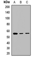 GABRA3 antibody