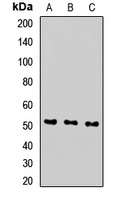 SEC61A1 antibody