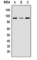 SOX30 antibody