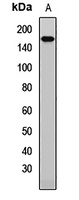 Anti-CD243 Antibody