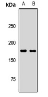 NES antibody