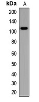 Anti-Synaptopodin Antibody