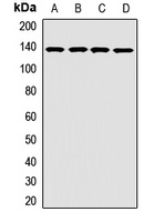 OPLAH antibody