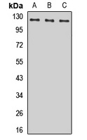 POLR1B antibody