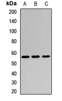 GSR antibody