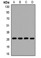 Anti-MRPS18B Antibody