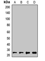 RAB21 antibody