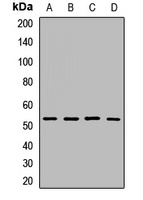 SLC25A24 antibody