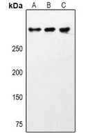 Anti-CHD9 Antibody