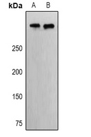 EP400 antibody