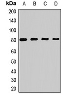 Anti-PRMT7 Antibody