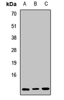 SNRPF antibody