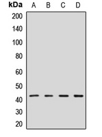 Anti-GPN1 Antibody