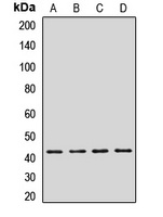 Anti-GRPR Antibody