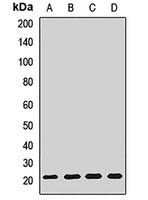 Anti-CNPY2 Antibody