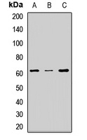 Anti-ESAM Antibody