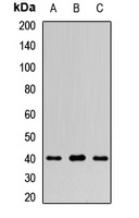 FUCA2 antibody