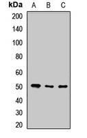 Anti-POFUT2 Antibody