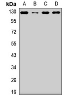 NCKAP1 antibody