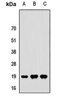 RPS24 antibody