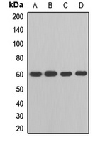 IKZF2 antibody