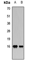 PLA2G2A antibody