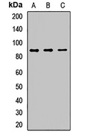 Syndecan 1 antibody