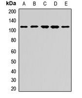 EXOC4 antibody