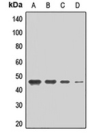 Anti-MCT2 Antibody