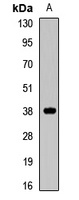Anti-MFF Antibody