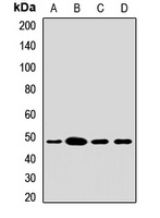 ACADL antibody