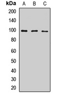 Anti-CD283 Antibody