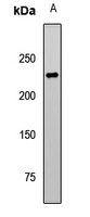 Anti-TET1 Antibody