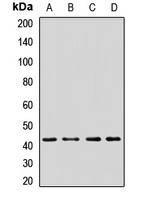 Anti-PRKAR2A Antibody