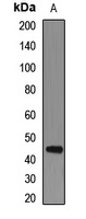 DRD3 antibody