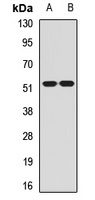 CHRM2 antibody