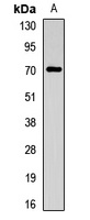 CHRNA4 antibody