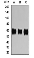 CD46 antibody