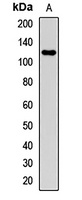 SELPLG antibody